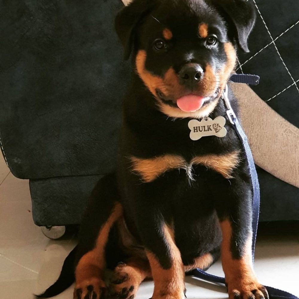 Hulk Male (9) Hulk Male (9)