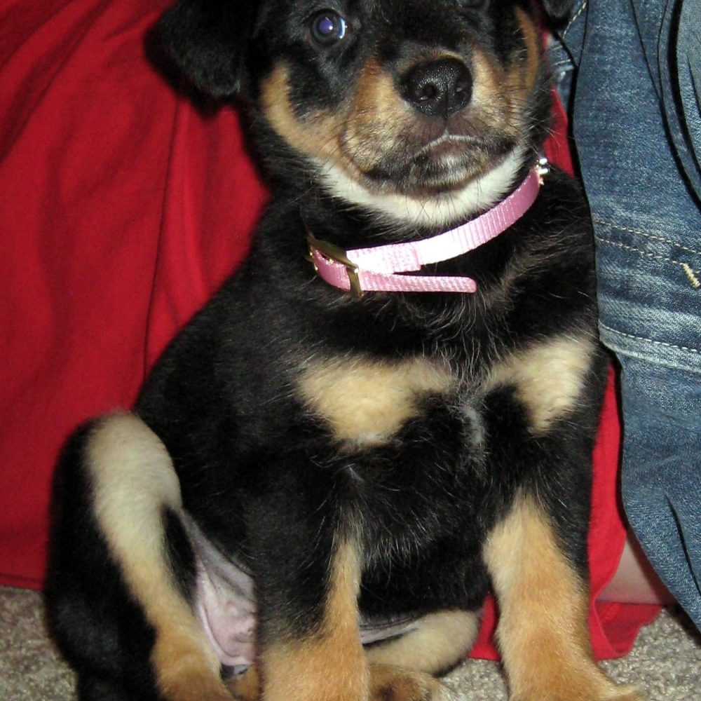 Lulu-Female-2.jpg Lulu-Female-2.jpg