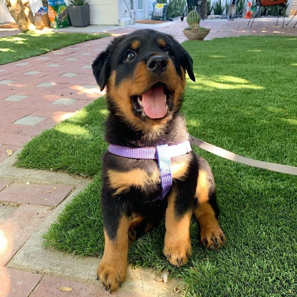 Rocky-Male-3.jpg Rocky-Male-3.jpg