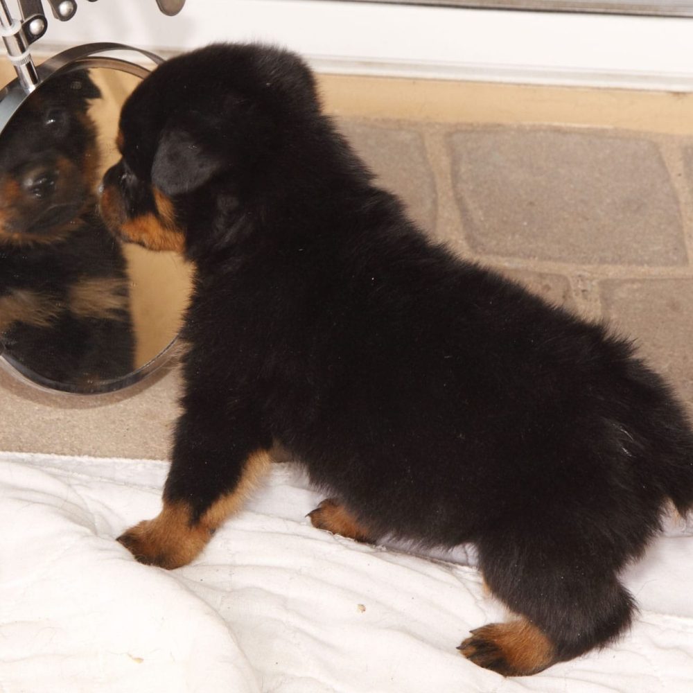 Xena-Female-17.jpg Xena-Female-17.jpg